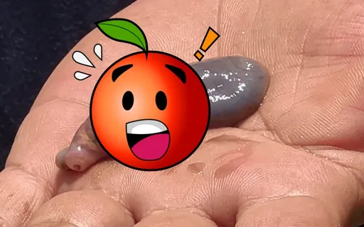 切開魚驚見10元大「謎樣蠕動生物」!專家揭密是這 外形像水蛭