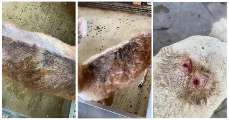 她還指出園區有會吸血的蒼蠅，導致許多鹿、羊駝、馬皮膚生病並且癢而咬傷自己。投訴人授權提供