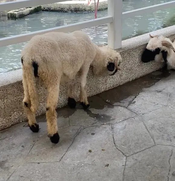 她也控訴整個舍內只有兩台大風扇，互動區根本沒風扇，害動物熱到沒力。投訴人授權提供