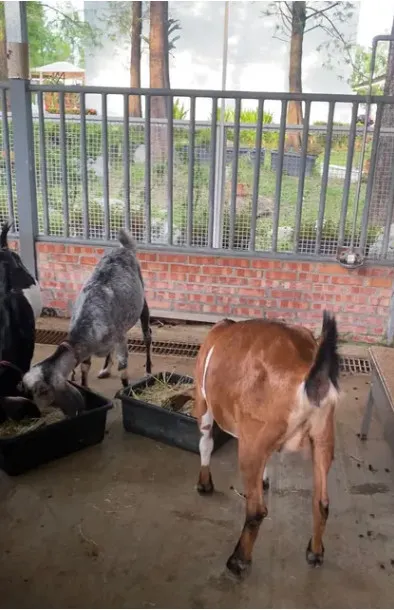 她直指許多動物空間嚴重不足，三隻關一籠。投訴人授權提供