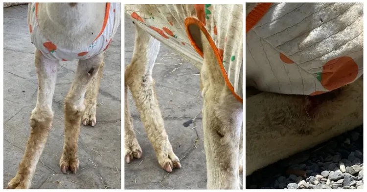 園方將羊駝與瓦萊黑鼻羊擠一籠，造成羊駝身上多處傷口。投訴人授權提供