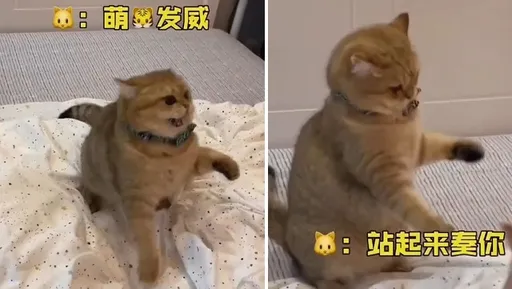 鏟屎官找死！不發威當我病貓　無影後腿狂跺很Q彈
