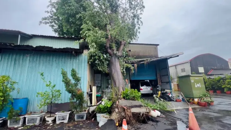 路樹傾倒壓民宅屋頂。讀者提供