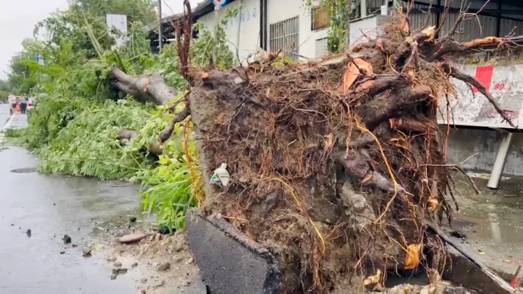 路樹被連根吹起。讀者提供