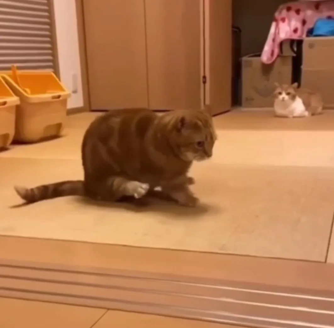 喵喵不只会抓老鼠还会学老鼠走路。FB：Huis Yann Fang 提供