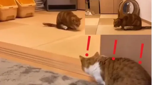 喵喵這動作太詭異　同為貓界的牠都驚呆了