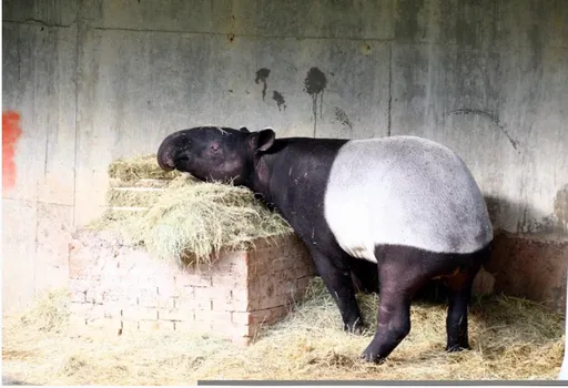 馬來貘熱到死!動物園還原3天搶救 急放冰塊工業扇最終軟腳倒池