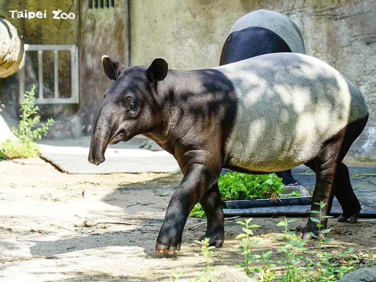 貘克遺孤「貘花豆」。翻攝北市動物園網站