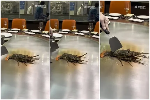 活龍蝦按鐵板掙扎燙死　殘忍嗎？中國網友筆戰炸鍋