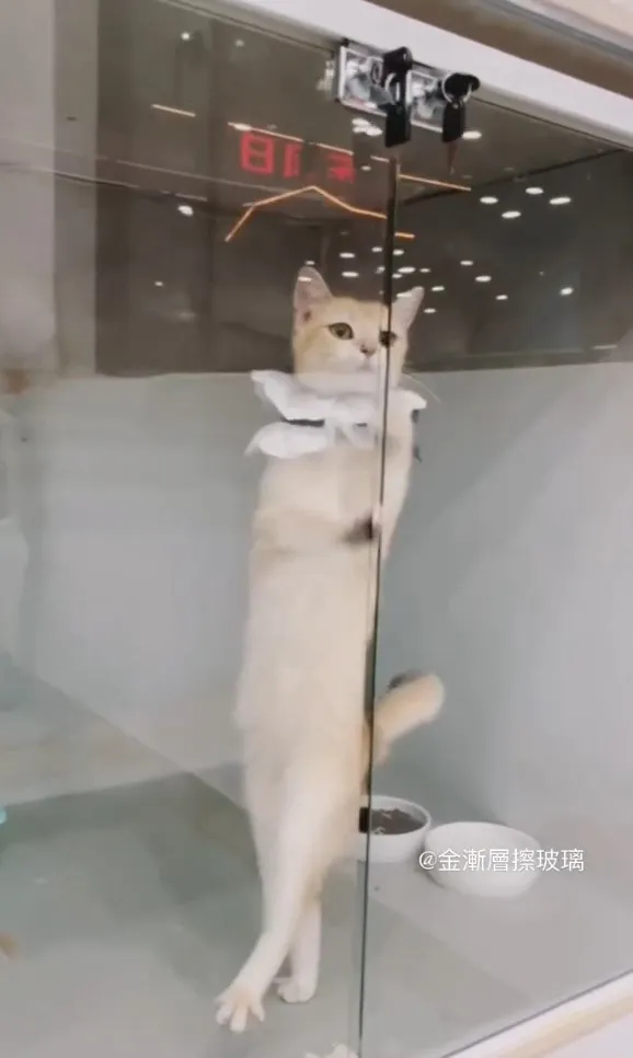 芝麻開門~芝麻開門~。IG @7sins46 提供