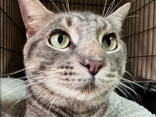 南韓證實貓感染H5N1禽流感 近日已3例