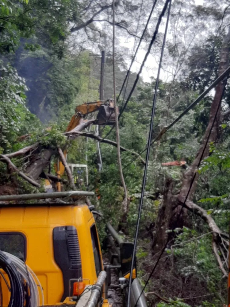 大樹倒塌扯斷電線，台電搶修中。台電提供