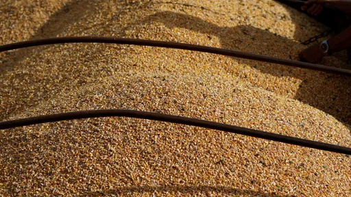 中國轉單!巴西可能取代美國 成為世界最大玉米出口國