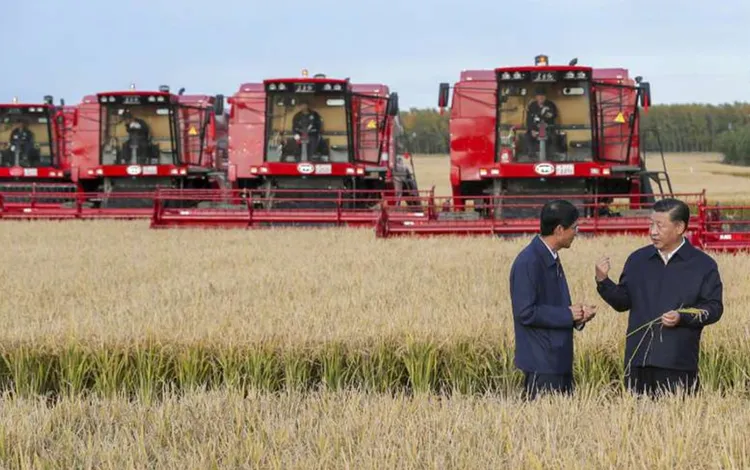 中國國家主席習近平（右）視察東北的麥田。資料照片