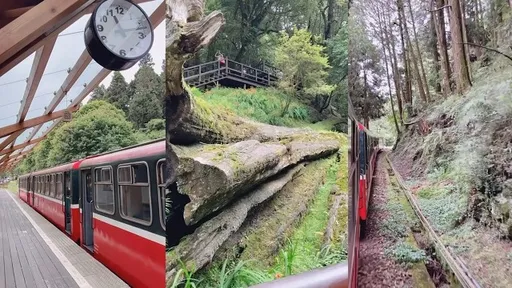 阿里山雲霧繚繞 正妹一甩髮好香啊