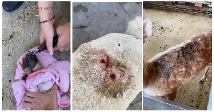 淨園農場被爆料不當照顧動物，動物受傷生病，無觀賞價值的動物長期關在籠子。投訴人授權提供