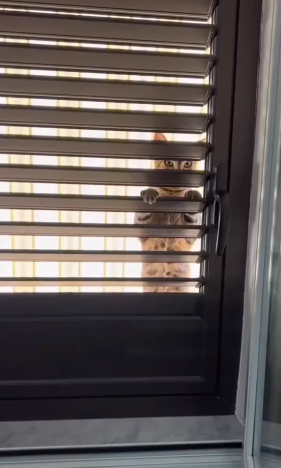 哈囉~有人在家嗎？IG @cats_dog_earth 提供