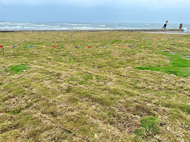 現場草皮復育。新竹市府提供