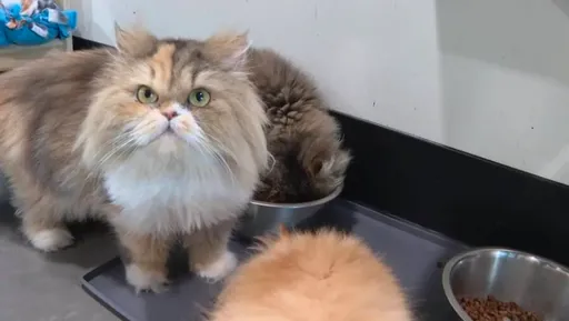 窮得只剩下錢?波斯貓繼承富婆遺產後「求包養」