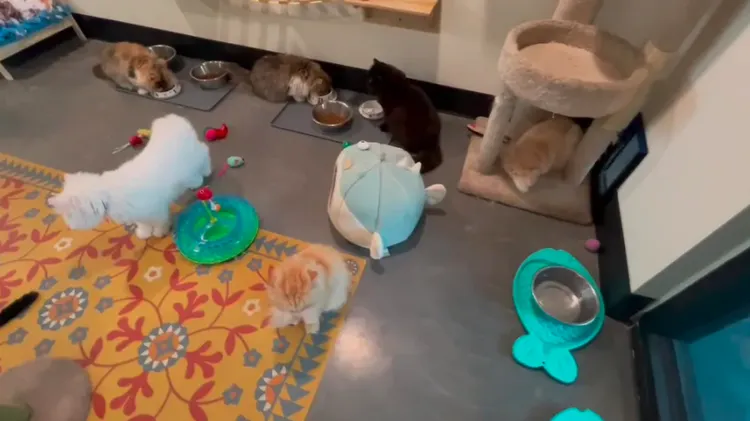 7隻繼承遺產的波斯貓目前住在坦帕灣人道協會的收容所。翻攝ATI網站