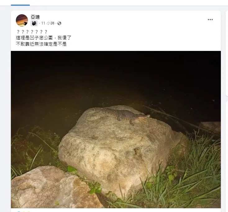 29日晚間劉男發文稱，高雄凹仔底森林公園池畔出現鱷魚。翻攝畫面