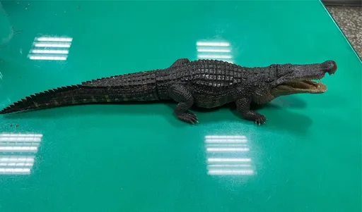 自導自演！高雄凹仔底公園鱷魚攏是假　惡作劇男這下慘了