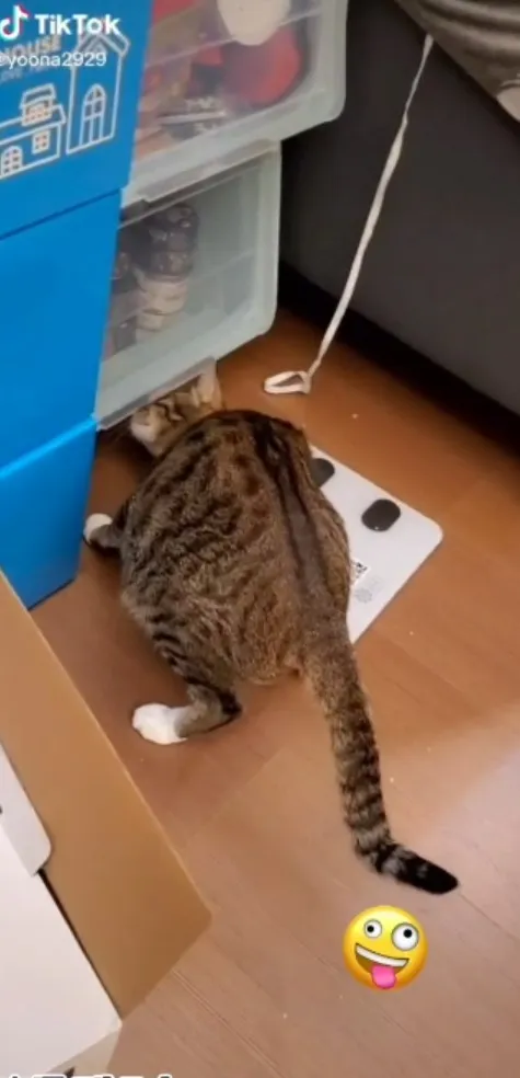 偶不是在找蟑螂，偶來聞聞櫃子有甚麼好吃的。TikTok@yoona2929 提供