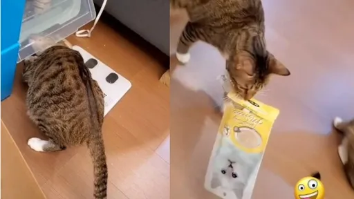 警察就是他!喵星人軟骨功鑽進零食櫃 還叼出這包太會選了