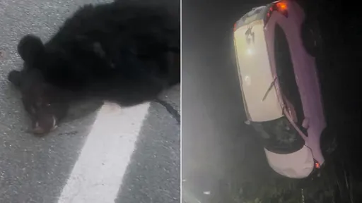 高速公路「黑熊撲轎車」自殺式攻擊 駕駛夫妻墜邊坡車毀人傷
