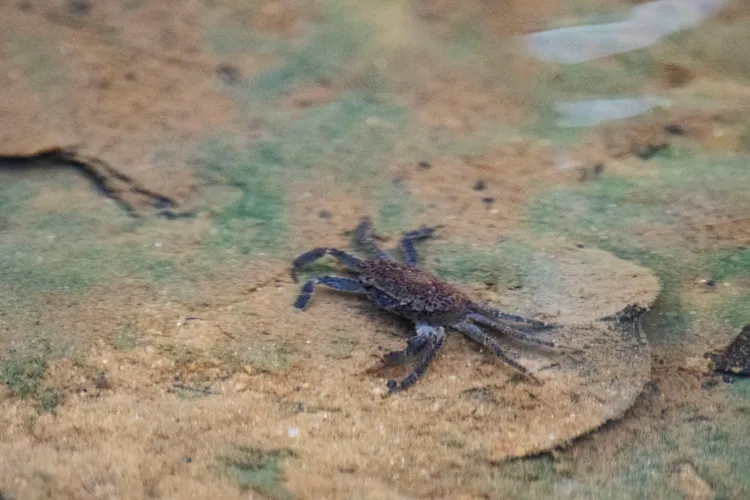 新加坡成功復育兩代沼澤森林蟹。新華社