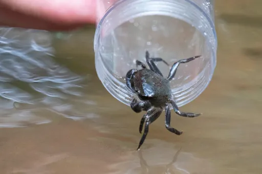 野外僅剩數百隻!「星國限定」獨有物種放生 盼多子多孫