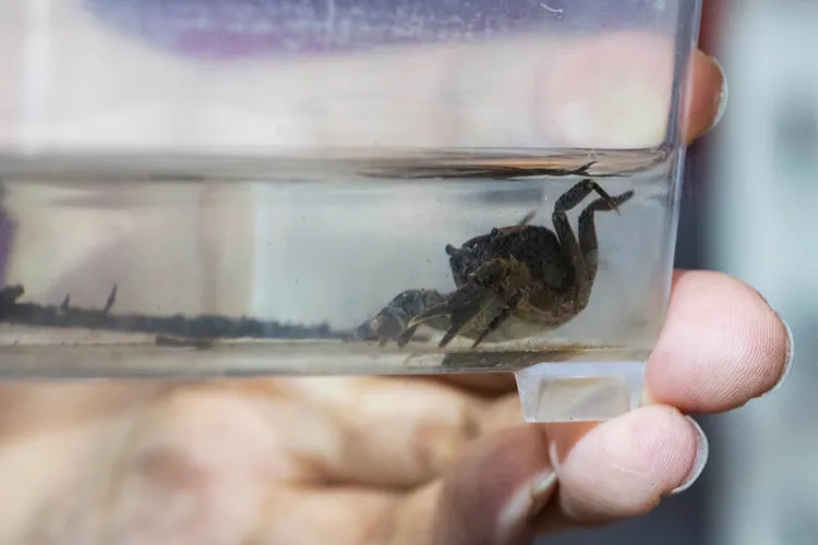 目前野生的沼澤森林蟹數量大約僅剩數百隻。新華社