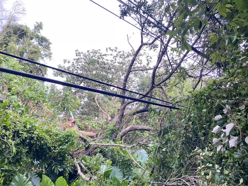 杜蘇芮強風吹斷路樹壓落電線　桃園這3行政區部分用戶停電