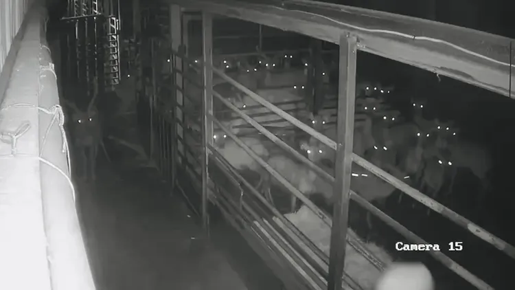 鹿群驚恐直盯著竊嫌。翻攝畫面