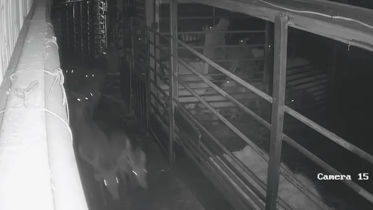 鹿群嚇得亂竄奔逃。翻攝畫面