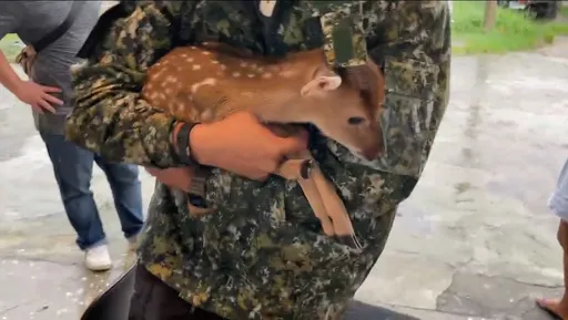 小鹿綁架案破了！殘忍嫌犯為2萬元下毒手　小鹿無辜枉死、公鹿遭捆重殘