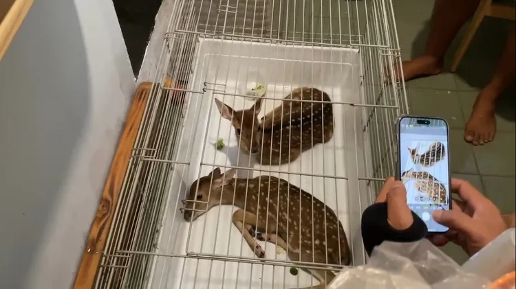 經買家主動聯繫，警方順利尋獲2頭失竊小鹿。讀者提供