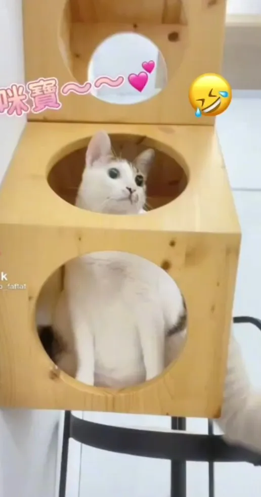 咪寶「渾圓肚肚」超萌，擁有肥滋滋的身材。TikTok@mibao_faftat 提供