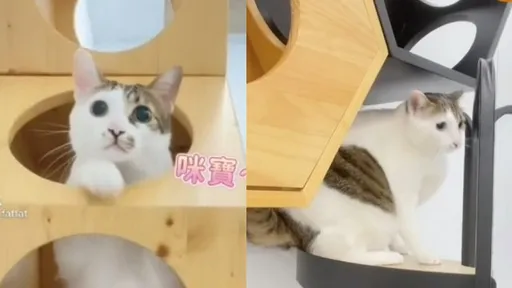 鏟屎官瀆職工作爽吸貓 驚動喵皇怒斥!結局超展開