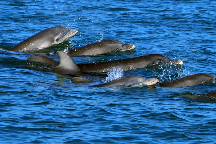 海洋生物學家首次發現，海豚使用兒語跟幼崽溝通。美聯社