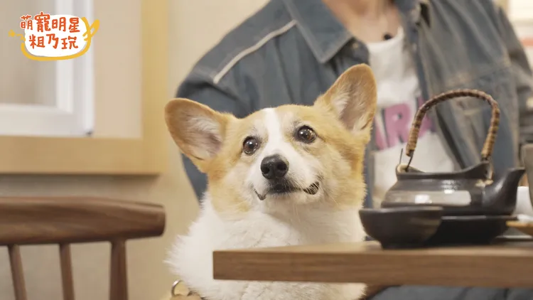 光民宿人氣店狗「短短」療癒現身《萌寵明星粗乃玩》。TVBS提供