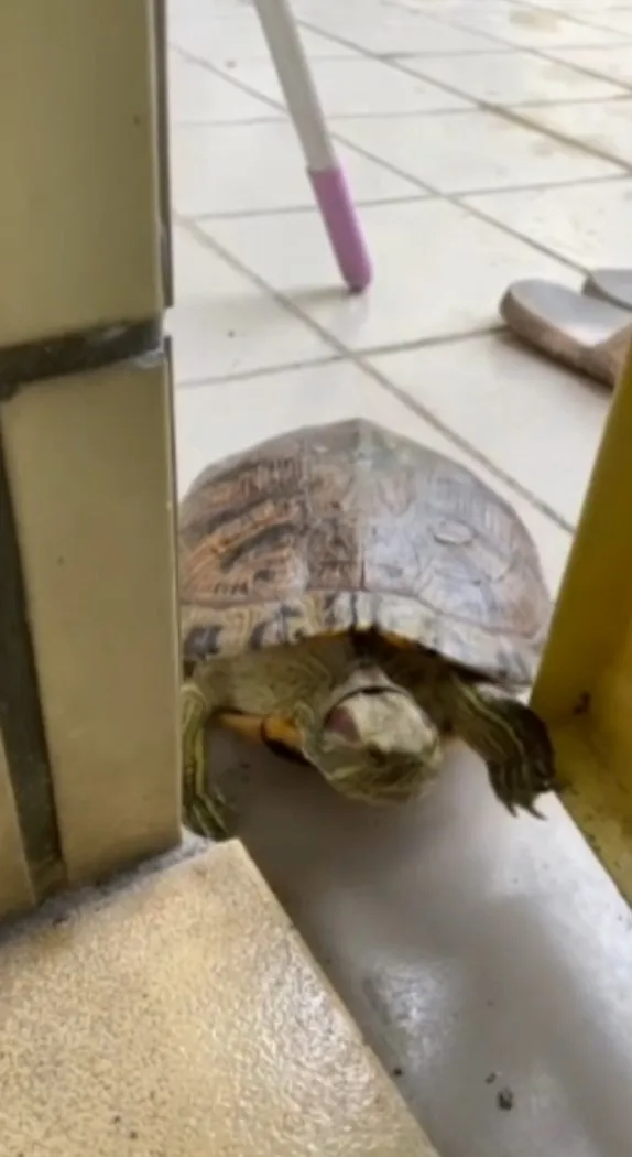 偶是一隻會開門的巴西龜。FB：Hui-Ying Li 提供