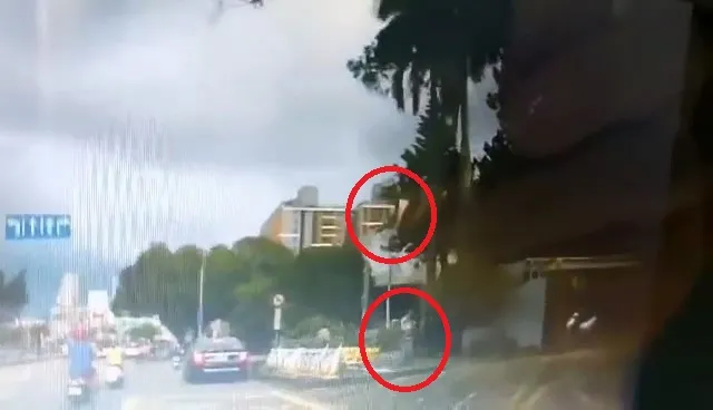 大王椰子的大型葉片掉落，差點砸到路人。羅廷瑋提供