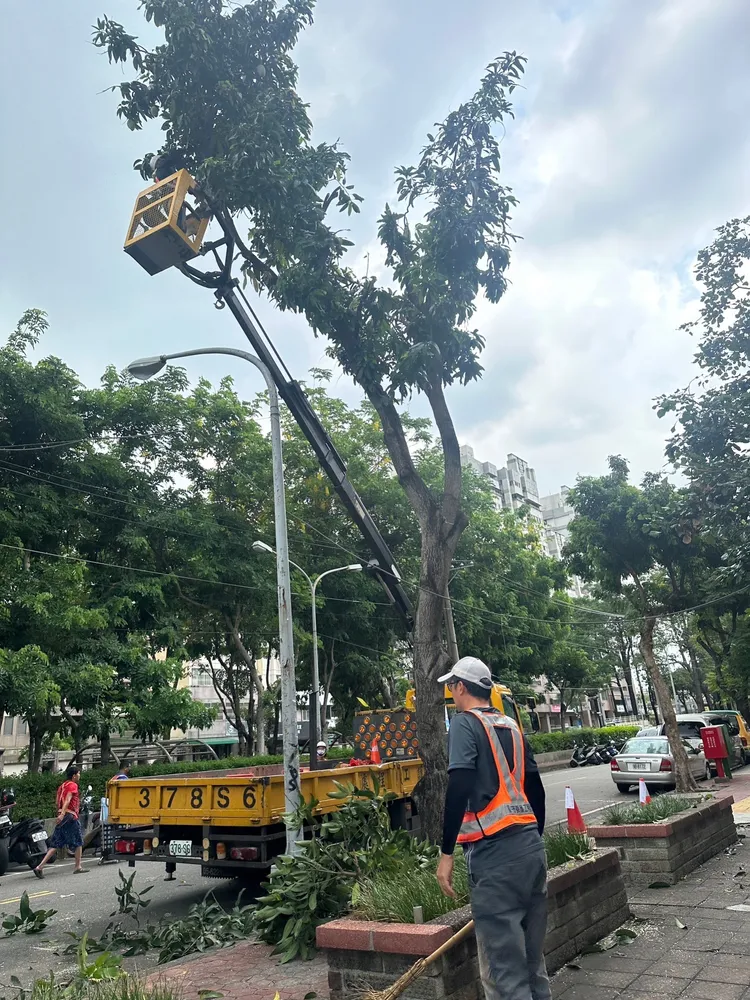 市府已派員摘除芒果。市府提供