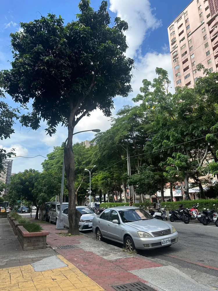 肇禍的芒果樹，羅廷瑋提供