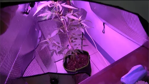 異想天開！男子欠債百萬想種大麻販售還債　才種出6株就GG了