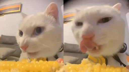 喵皇用膳吃播「畫面太美」　吞嚥聲迷人又療癒