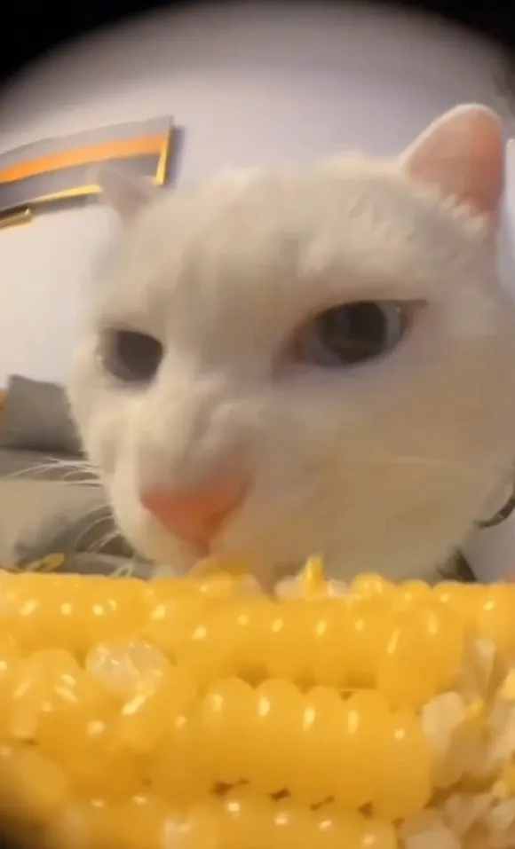 貓咪大口大口啃玉米。IG @cats_dog_earth 提供
