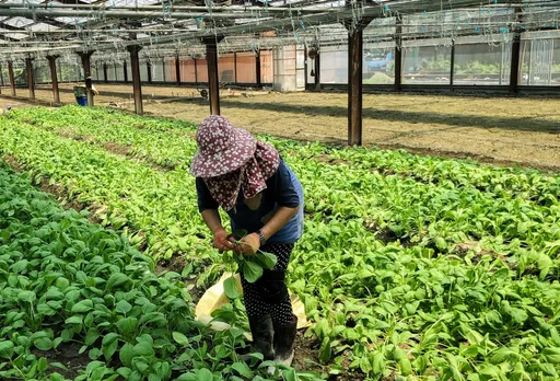 大暑三伏天!酷熱達一年巔峰 節氣食療宜多吃這些幫排熱