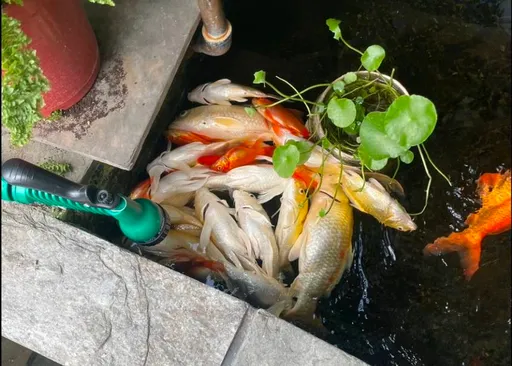 台南登革熱331例!全力滅蚊卻「誤殺」30條錦鯉 衛生局深表遺憾審議補償